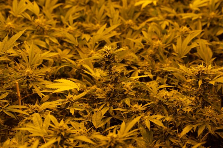 Конопля и ее семена полезные свойства и применение