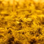 Семена конопли в Украине: свойства, применение и покупка онлайн img-2892.jpg