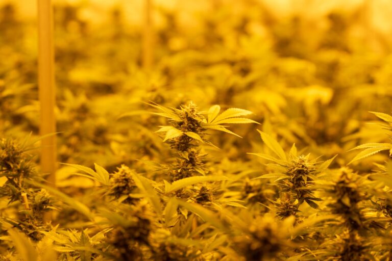 Семена конопли в Украине: свойства, применение и покупка онлайн