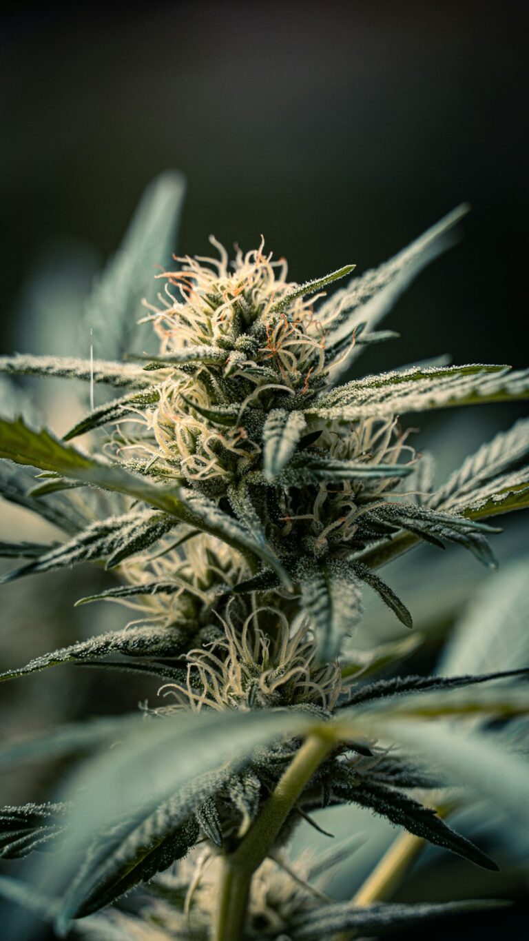 Семена конопли свойства и характеристики где купить и как использовать