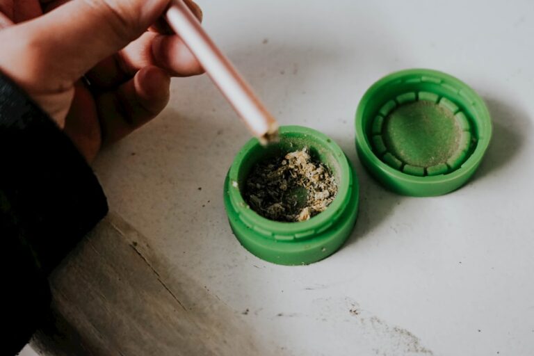 Особенности сорта Indian Kush и его выращивание