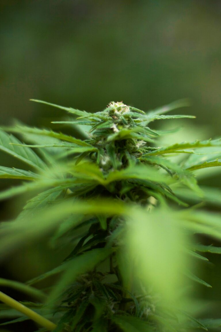 Купить спайс почтой и его свойства