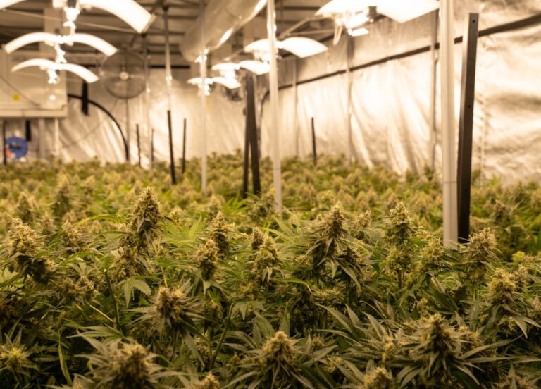 Анаша в Костанае: информация и риски