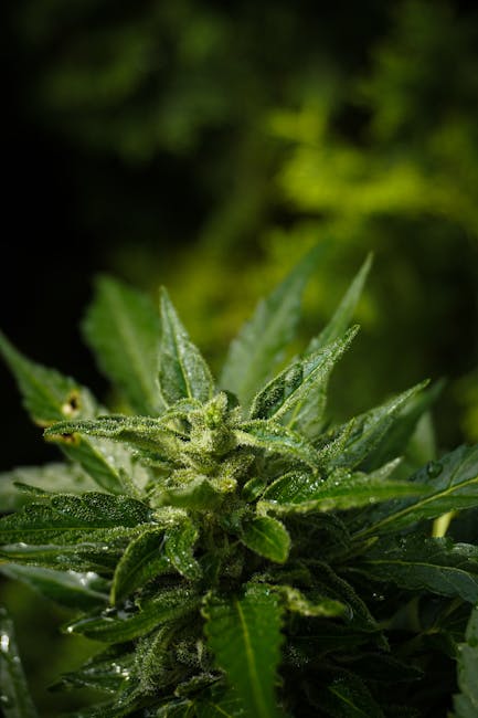 Купить марихуану онлайн безопасно и легально