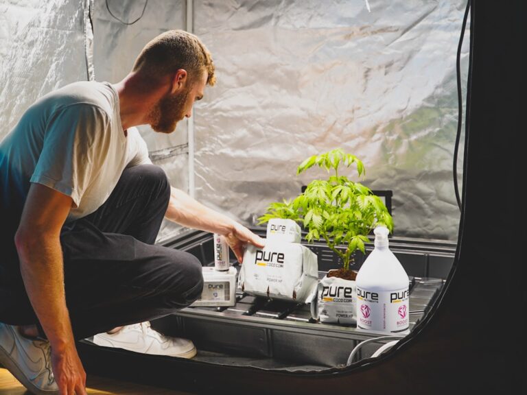 Наказание за сбыт гашиша и других наркотических средств в России