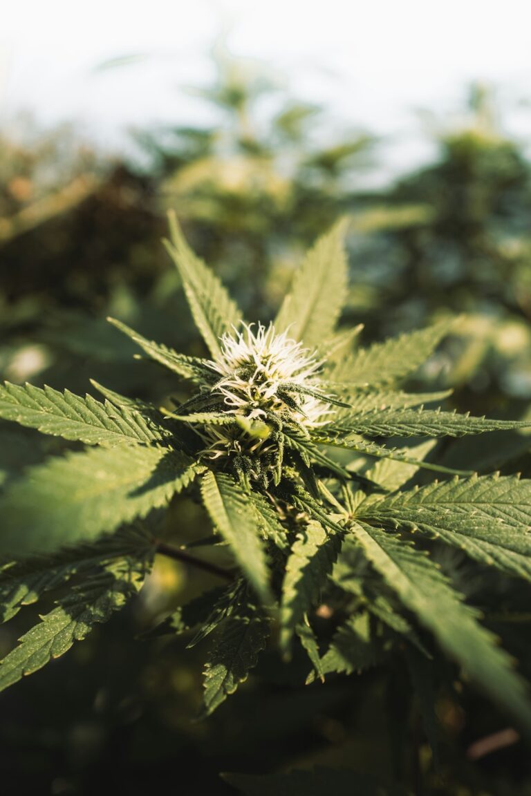 Семена конопли в кулинарии и их полезные свойства