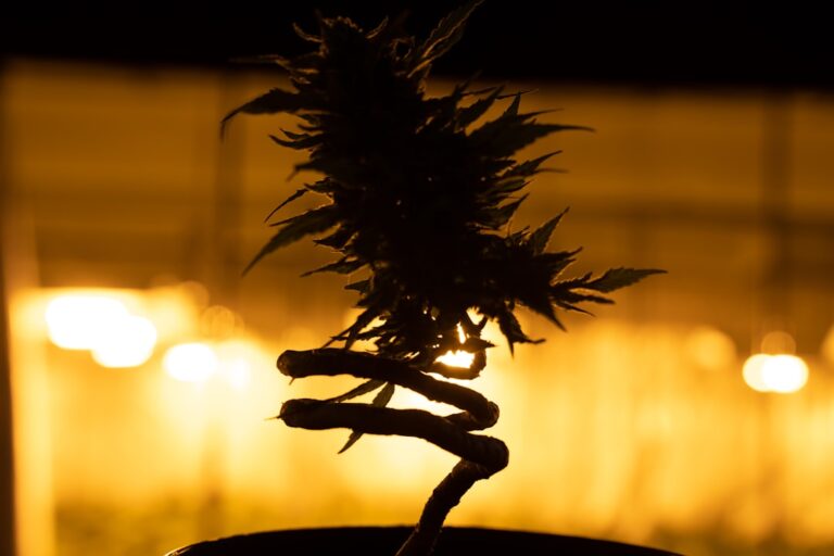 Семена конопли в Америке