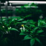 Семена Конопли в Воронеже Свойства Применение и Приобретение img-3422.jpg