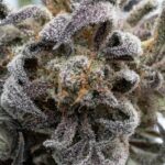 Свойства и применение семян конопли img-476.jpg