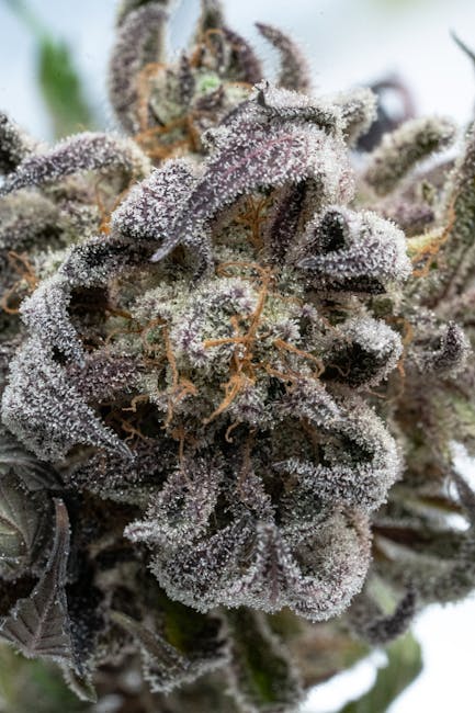 Свойства и применение семян конопли