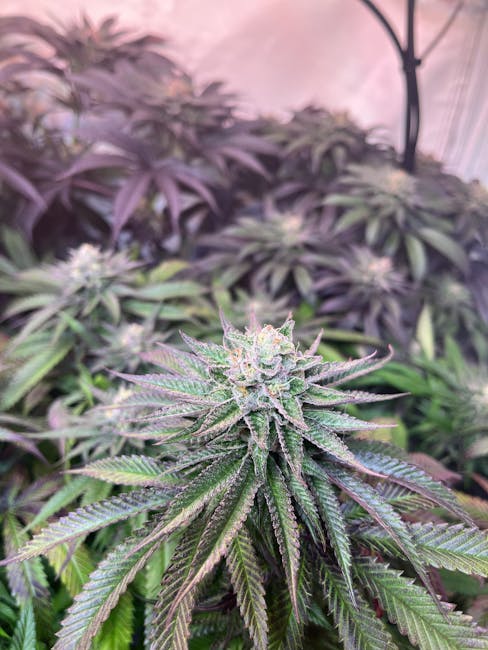 Купить марихуану в Москве и легальность ее использования