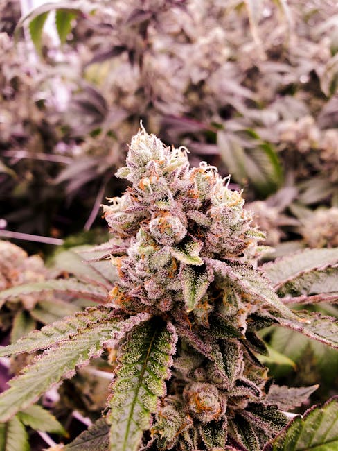 Свойства и преимущества семян конопли