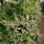 Как Купить Гашиш в Египте Подробное Руководство img-559.jpg