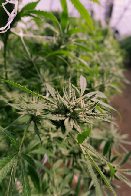 Как Купить Гашиш в Египте Подробное Руководство