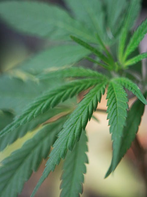 Семена конопли как корм для животных