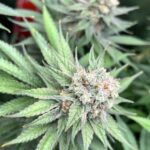 Семена конопли Auto Pandora regular от производителя Ganja Seeds img-60.jpg