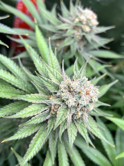 Семена конопли Auto Pandora regular от производителя Ganja Seeds