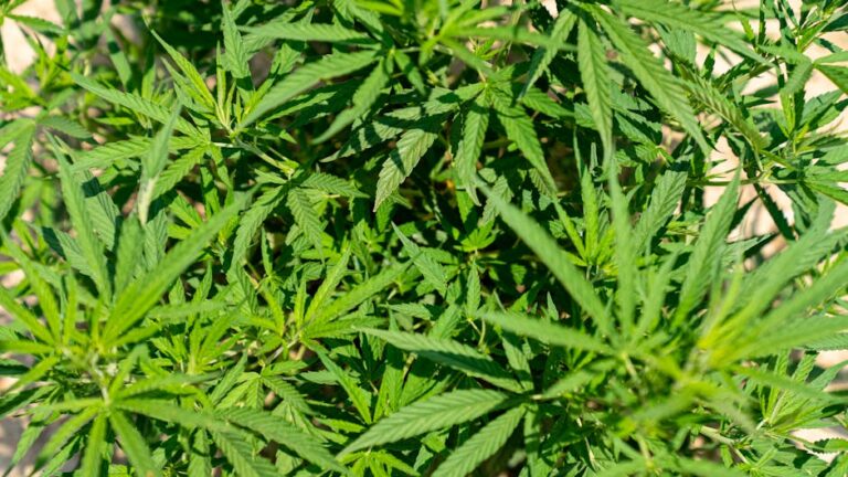 Ситуация с наркотиками в Брянске