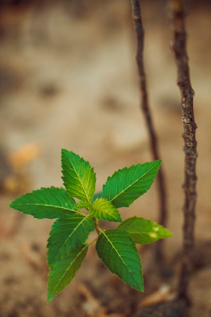 Марихуана свойства и приобретение в Самаре и Тольятти
