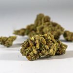 Сорт конопли Auto Issyk feminised от Bang Seeds img-76.jpg