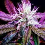 Гашиш в Нижнем Новгороде img-852.jpg