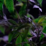 Семена конопли Warlock feminised от Ganja Seeds img-940.jpg