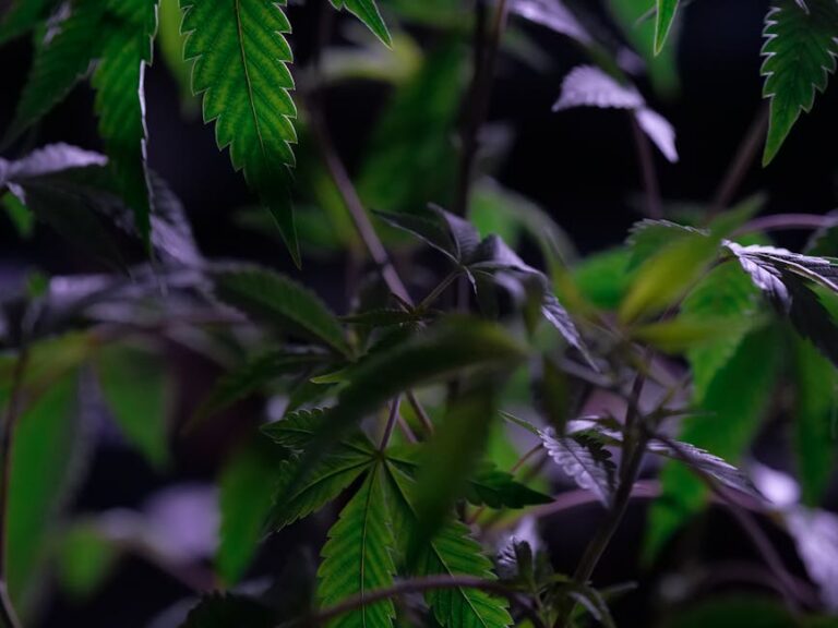 Семена конопли Warlock feminised от Ganja Seeds