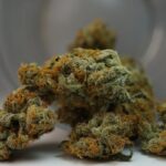 Семена конопли в Нижнем Новгороде свойства и применение конопли img-999.jpg